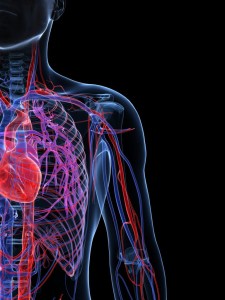 vasos-sanguineos-del-sistema-cardiovascular-597b5fda5f9b58928bd8c606