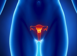 Anterior view of uterus, fallopian tube, ovary, cervix.
